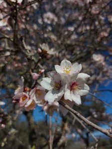 Cumbres de San Bartolomé
 Un municipio #rural
 #belleza #Natural
  Imágenes cedi...