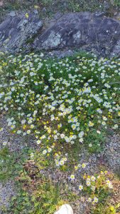Las pequeñas cosas de un pueblo grande en su Historia y sus Gentes.