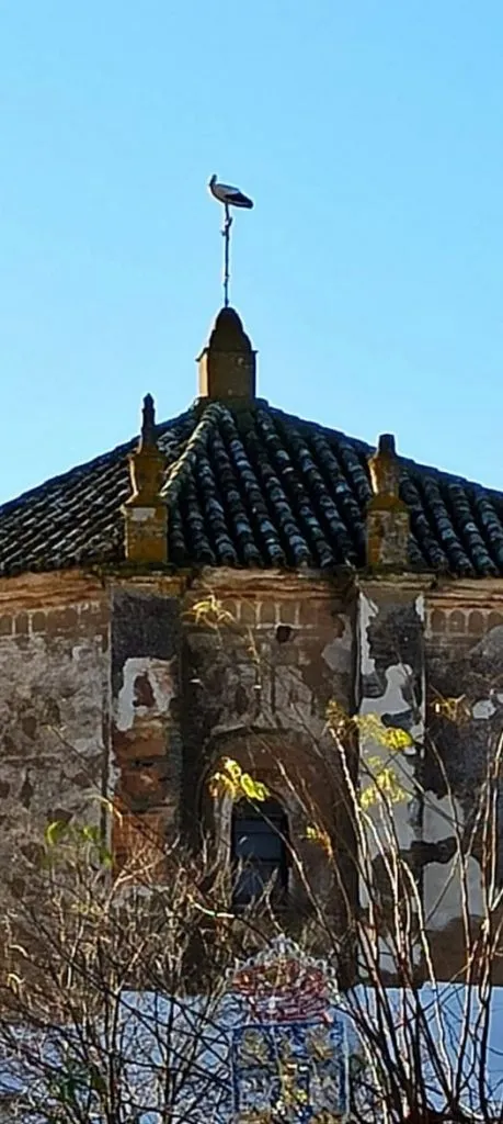 Nido con Cigüeñas....embellece nuestra iglesia.