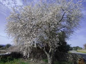 Paseando por nuestro termino.
 #senderos
  Imágenes cedidas por Antonia Domíngue...