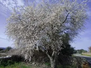 Paseando por nuestro termino.
#senderos
Imágenes cedidas por Antonia DomĂngue...