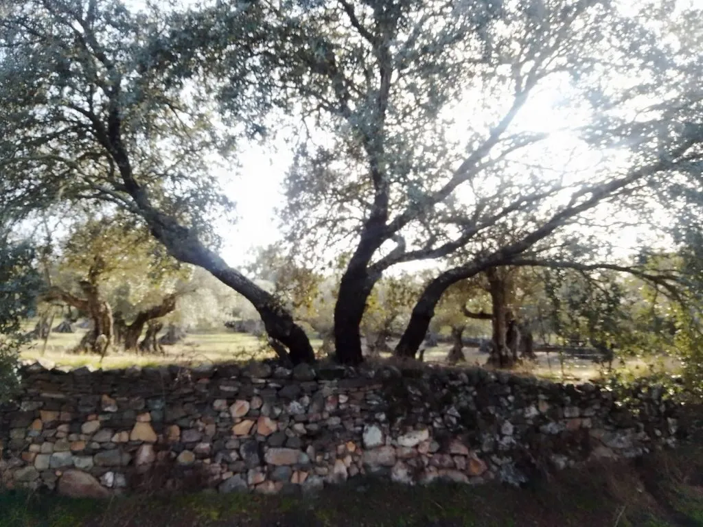 Tardes de paseo por Cumbres de San Bartolomé.
 #RURAL & #VIDA
 #NATURALEZA