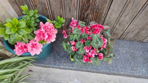 Cumbres de San Bartolomé.