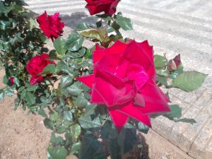 La primavera florece🪷