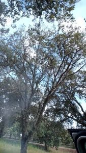 El ruiseñor canta por Cumbres de San Bartolomé.