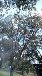 El ruiseñor canta por Cumbres de San Bartolomé.
