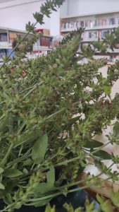 Salvia officinalis
 Talleres