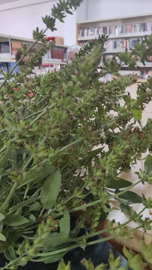 Salvia officinalis
 Talleres