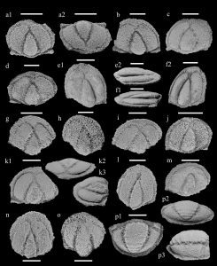 RESUMEN
Chelediscus se informa por primera vez del Cámbrico de Western Gondwana....
